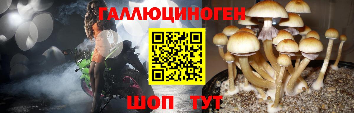 Псилоцибиновые грибы Cubensis Белгород